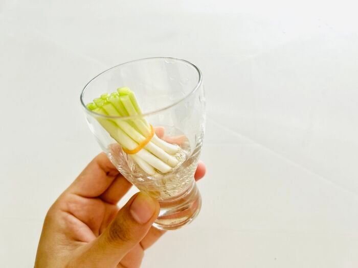 豆苗だけじゃない！簡単に『リボベジ』できる意外な野菜3選。おうちで収穫して家計節約に♪