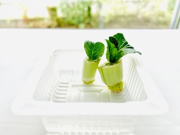 豆苗だけじゃない！簡単に『リボベジ』できる意外な野菜3選。おうちで収穫して家計節約に♪