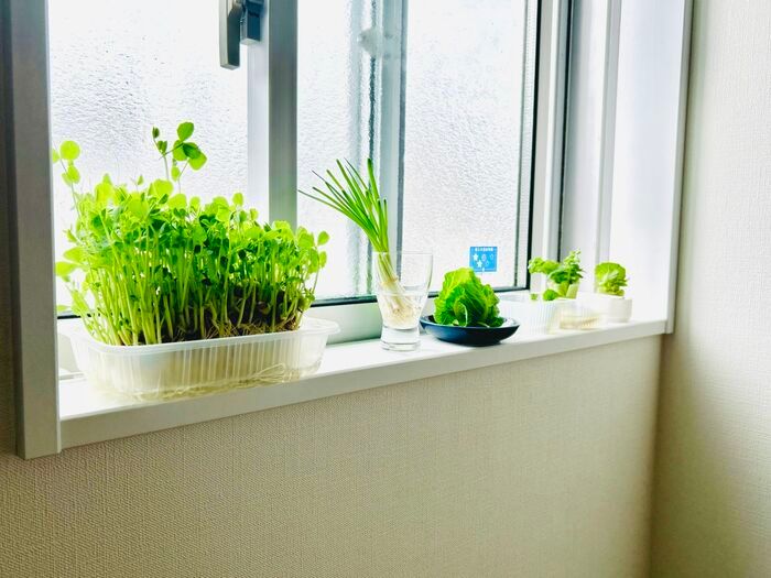 豆苗だけじゃない！簡単に『リボベジ』できる意外な野菜3選。おうちで収穫して家計節約に♪