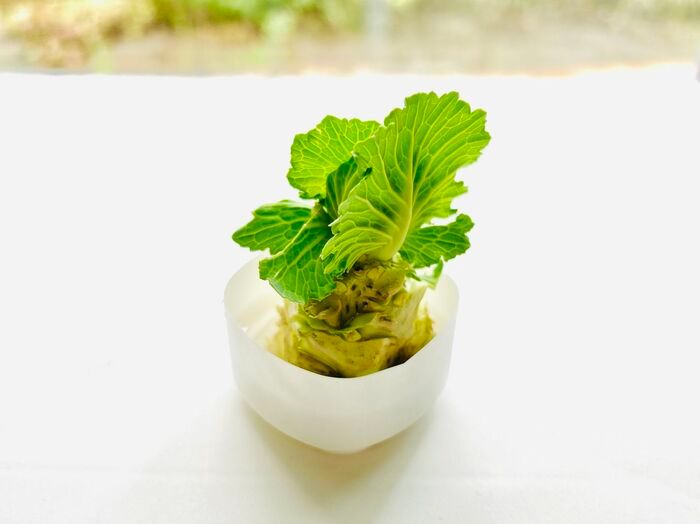 豆苗だけじゃない！簡単に『リボベジ』できる意外な野菜3選。おうちで収穫して家計節約に♪