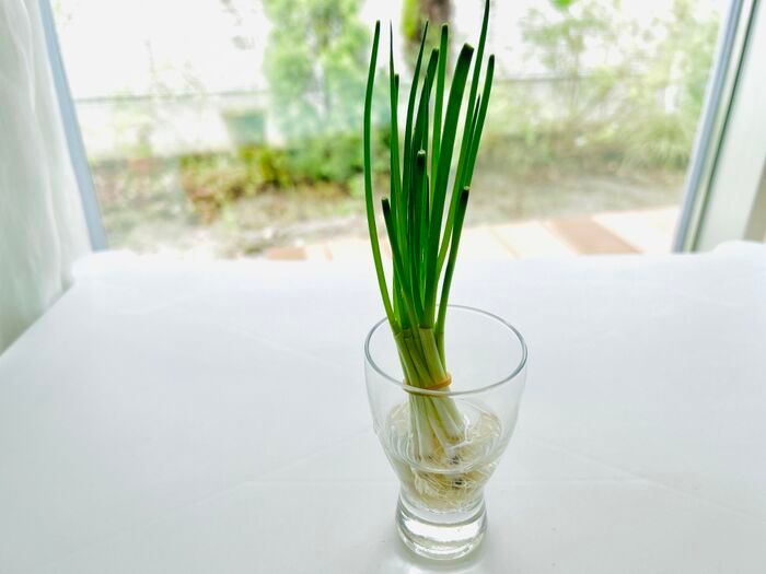 豆苗だけじゃない！簡単に『リボベジ』できる意外な野菜3選。おうちで収穫して家計節約に♪