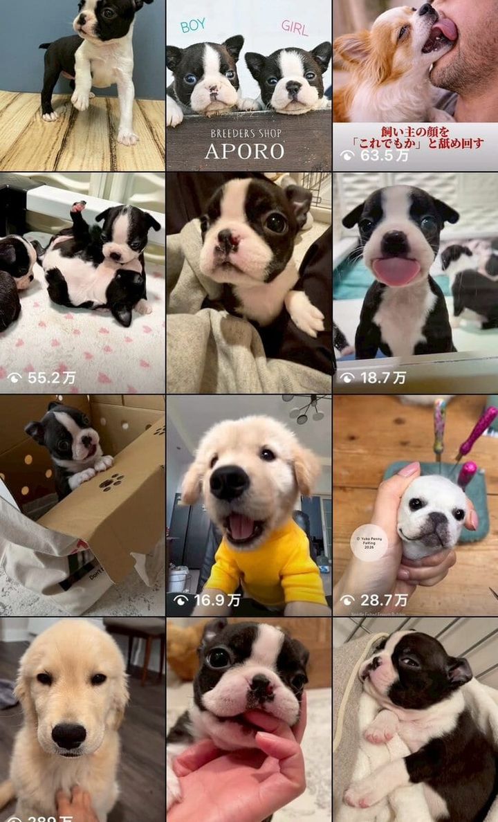 STANFORD所属のモデル・リアナの好きなもの③わんこ