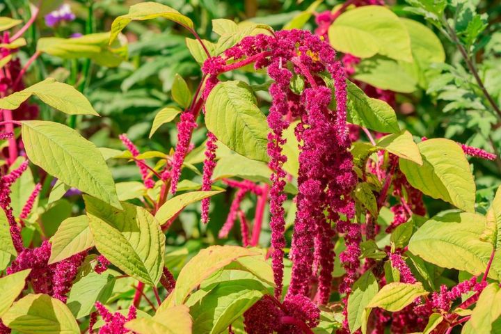 4月19日の花とは？【366日の誕生花と幸せの花言葉】