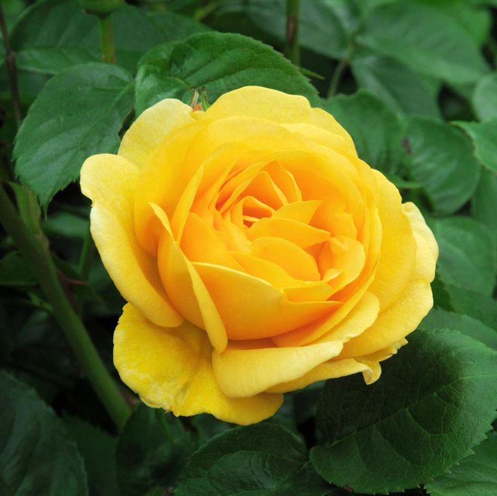 イングリッシュローズの‘ゴールデンセレブレーション’はアーチやフェンスによく使われ、輝くような黄金色が人気です。冬剪定で枝を短く切れば大きめの株バラにもなります。