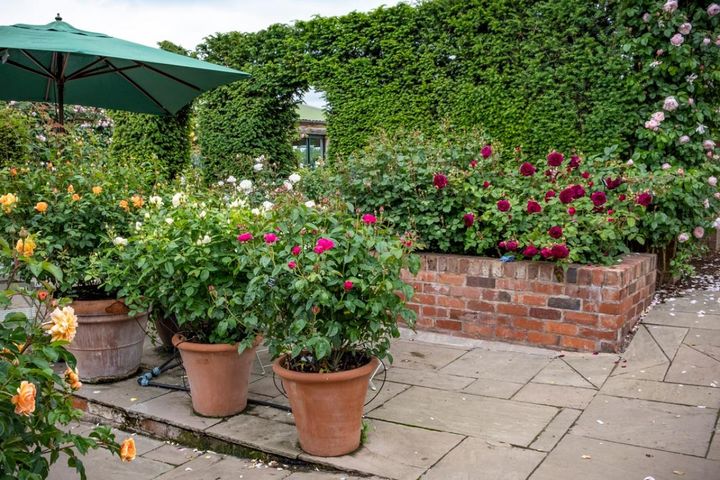 生長モードに入った4月のバラ。鉢植えの水やりは何回？【ガーデニング】