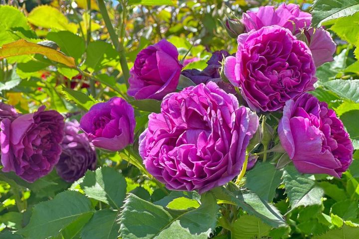 昔からなじみ深いフロリバンダローズは、四季咲きの中輪房咲きでガーデンローズとして優秀な系統。株はコンパクトで小さな茂みを作ります。これは紫色ですが、色も花形も様々なので好みの品種を探してみては。