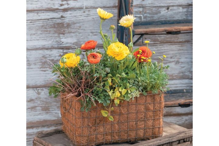 フローラ黒田園芸・黒田健太郎さんが提案【ラナンキュラスの寄せ植え】ビタミンカラーで春の庭を明るく！