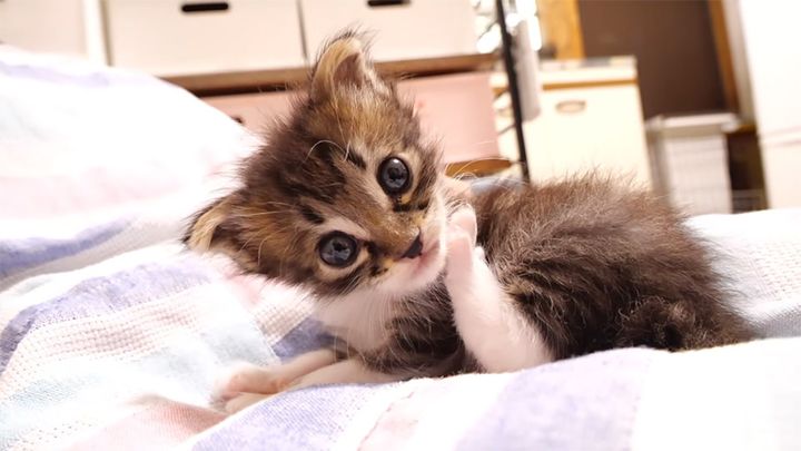 お腹を満たした子猫