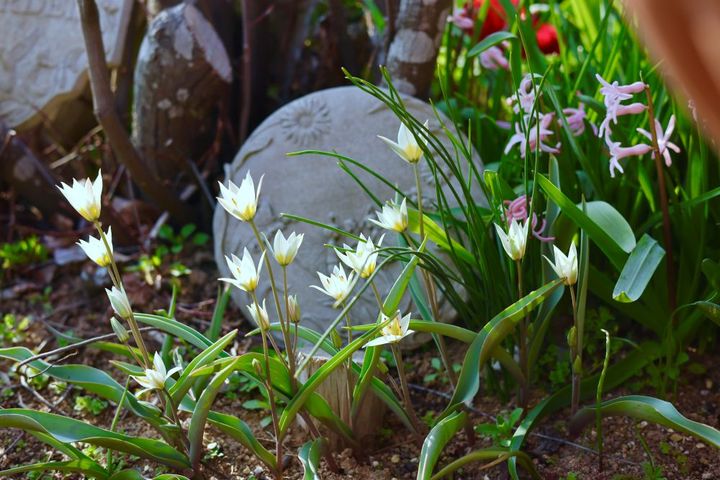 ジューンベリーの株元に咲く原種チューリップ