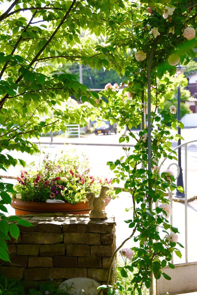 つるバラとウワミズザクラ