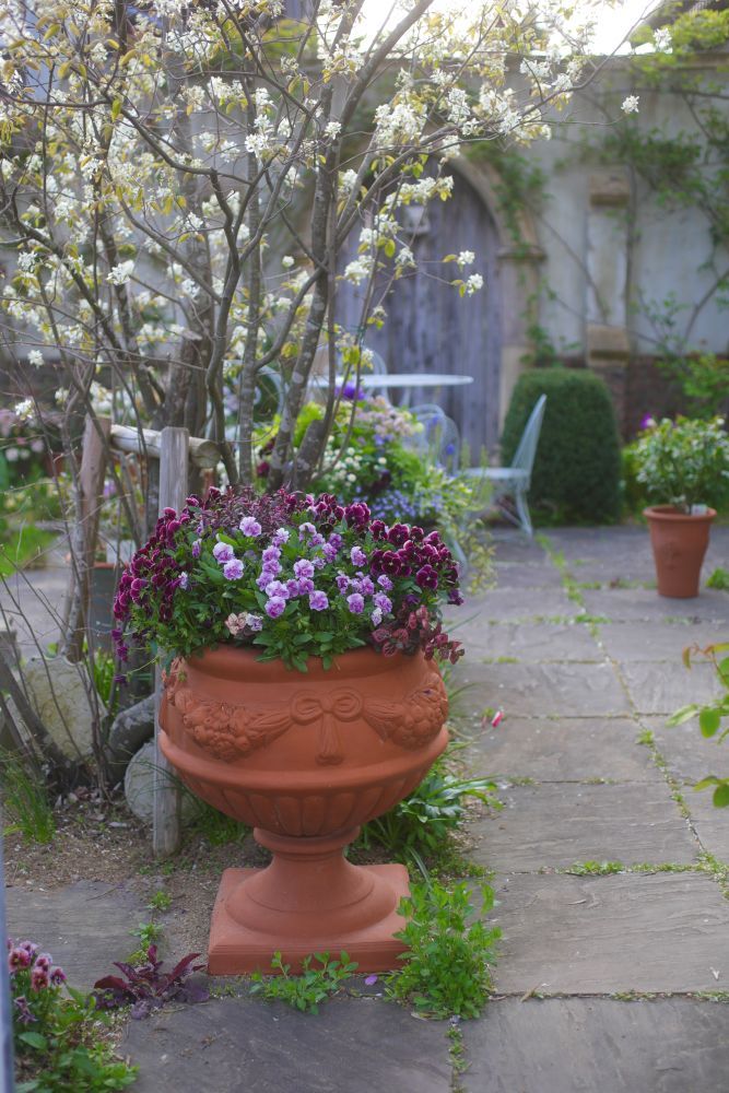 ジューンベリー