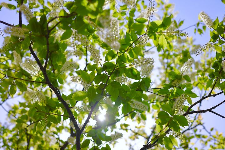 ウワミズザクラの花