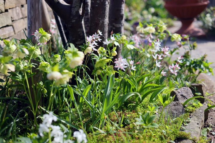 へスペランサ・ククラータやクリスマスローズ
