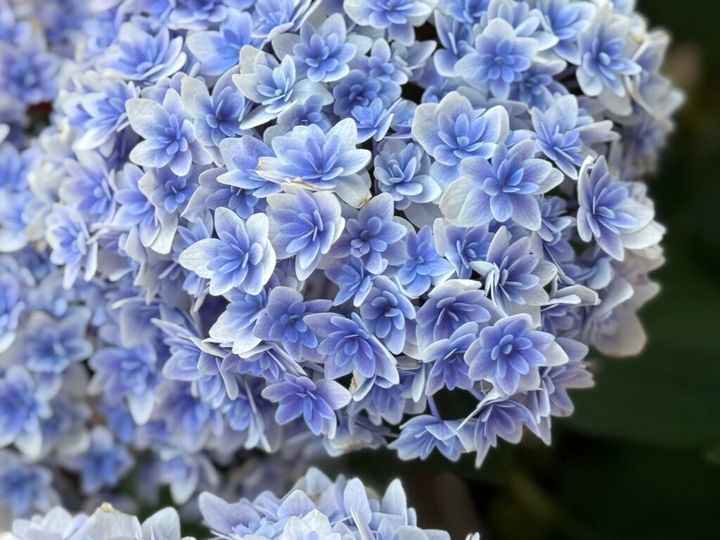 八重咲きの装飾花が綺麗