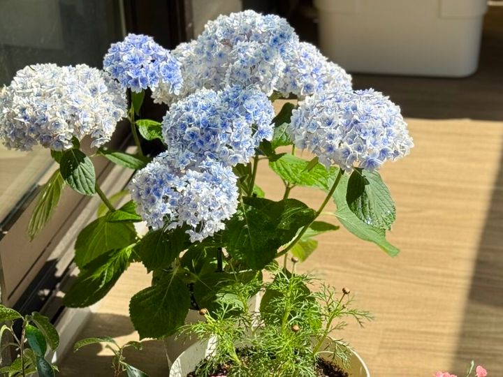 ベランダにお迎えした紫陽花 鉢植え