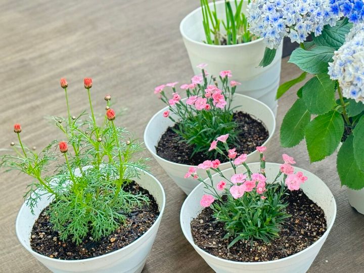 カーネーションとマム