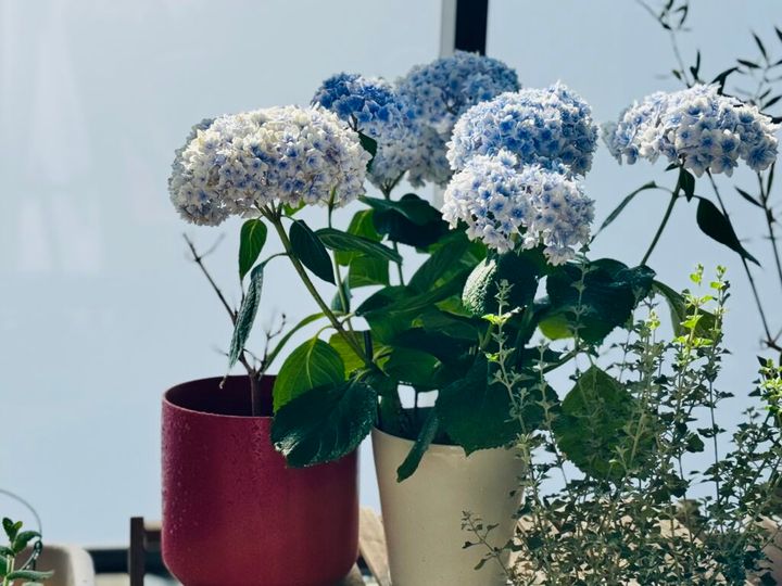 ベランダガーデニング