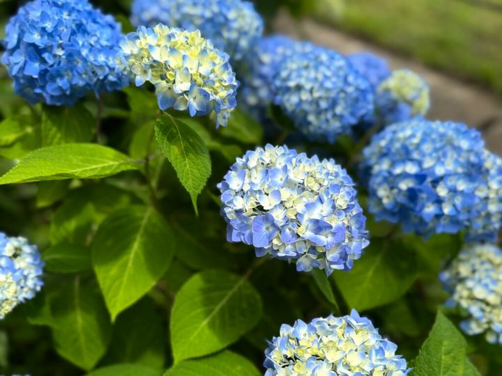 公園に咲いていた紫陽花