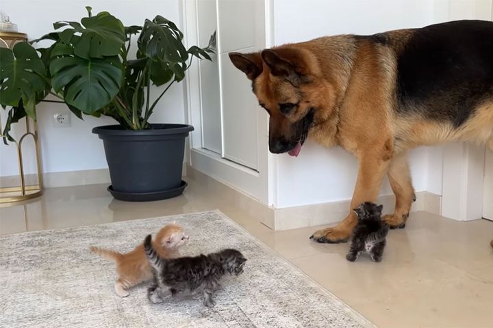 たくさんの子猫たちに迫られるジャーマンシェパードのロッキー。なんだか困ってそう！