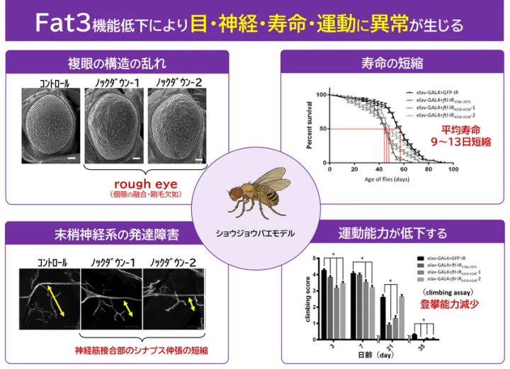 ショウジョウバエモデルでFAT3機能低下により寿命短縮や運動能力低下が起きたことを示す図