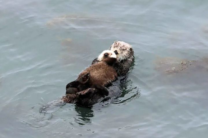 霧多布岬周辺で観察できる野生のラッコ