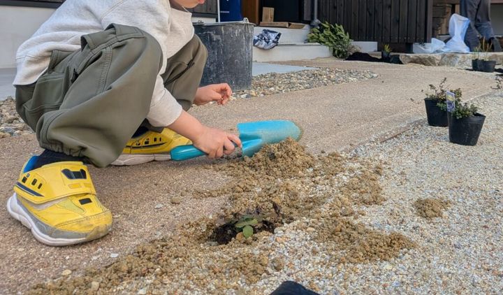 いちごの苗を植える子供