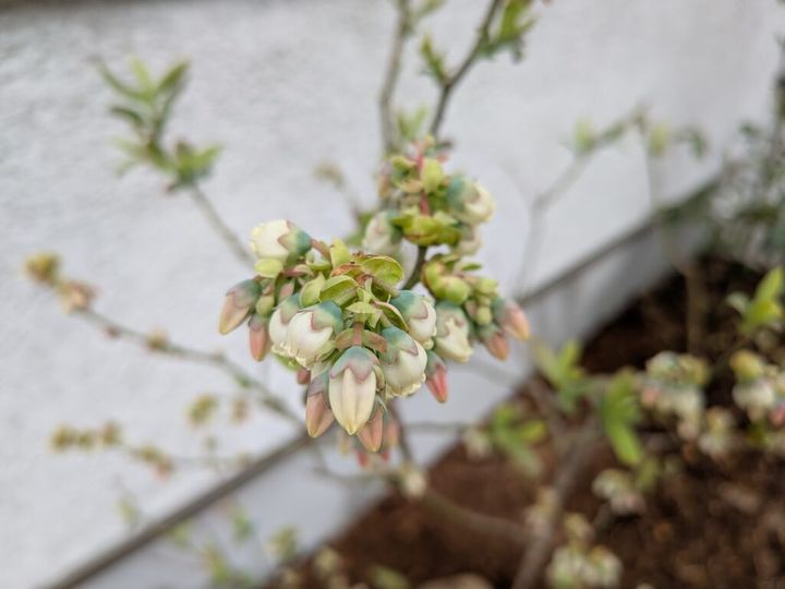 ブルーベリーの花