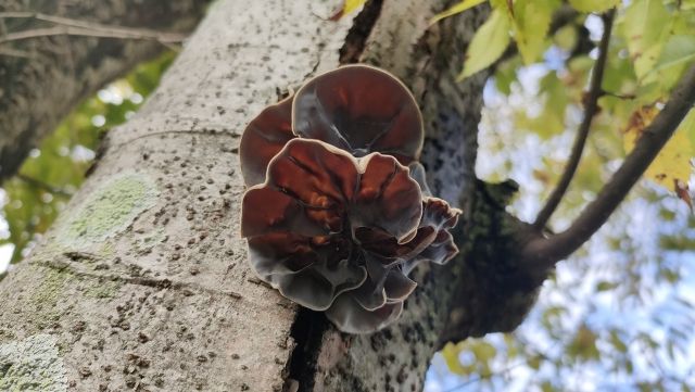 木に自生するきくらげ