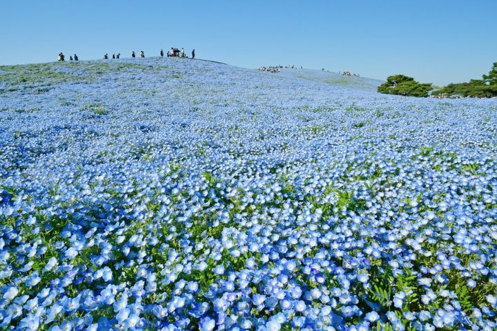 見頃を迎えた「みはらしの丘」のネモフィラ （2026年4月12日撮影）