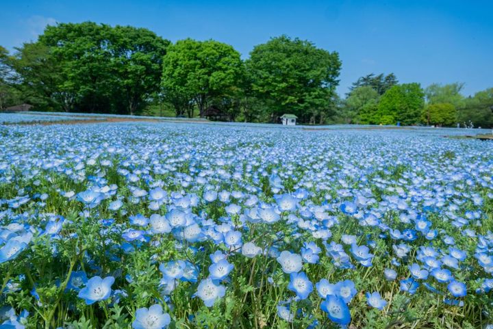 みんなの原っぱ・ネモフィラ（過去の様子）
