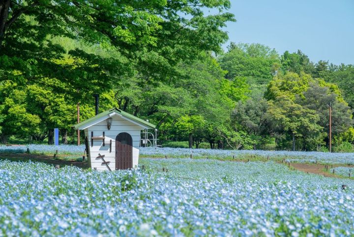 みんなの原っぱ・ミニハウス（過去の様子）