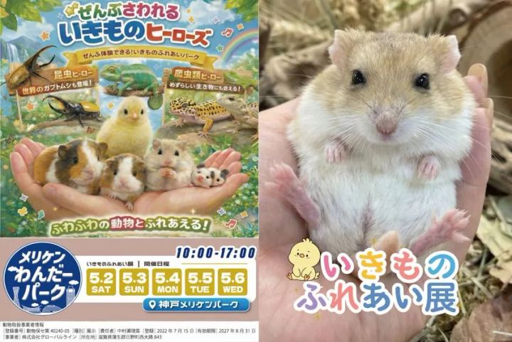 小動物や昆虫とのふれあい体験ができるいきものふれあい展