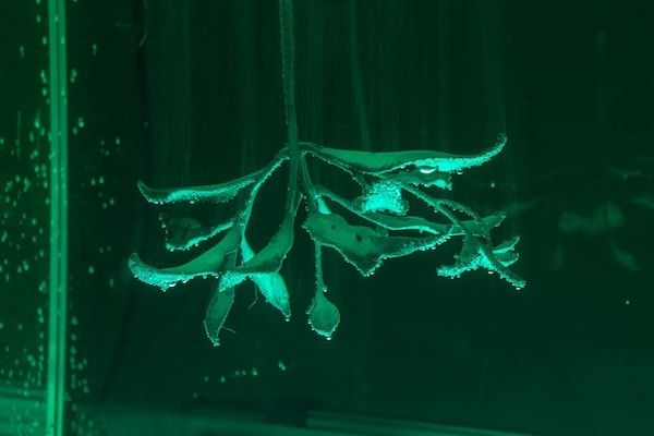 【香川県直島町】直島新美術館が展示替えへ。「循環・回帰・再生」テーマにパブリックプログラムも開催