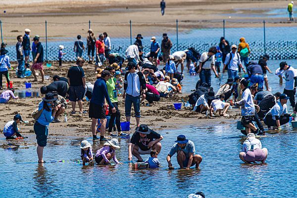 【兵庫県姫路市】「姫路白浜海岸」で潮干狩り、春から秋にかけてロングラン開催！GWには特別イベントも