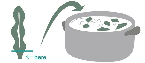 【福井県敦賀市】「北陸のハワイ」からトロピカルな刺激のノンアルコール・ジンジャービアが登場！