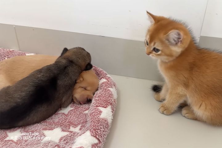 ゴールデンレトリバーの赤ちゃんを見つめる子猫…。この後驚きの行動に！