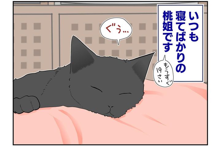 【マンガ・老猫日誌＃46】トイレの前に歩き回る老猫〜19歳の元保護猫・桃姐