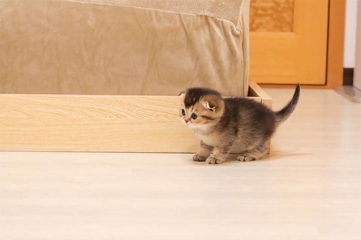 愛らしい子猫のララ。短い手足でよちよち…こんなに小さいのにベッドに登るの！？