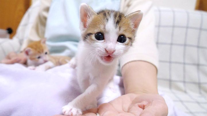モキュモキュ鳴く子猫