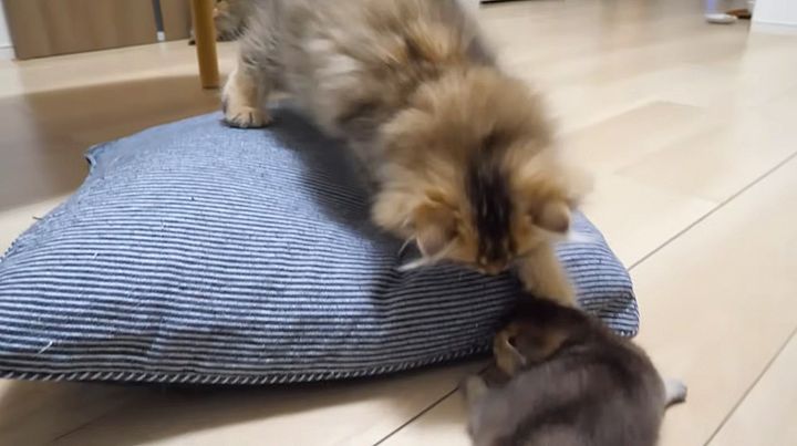 赤ちゃん猫を心配する子猫