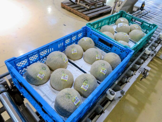 QRコードが付いたシールを貼った出荷前の春メロン