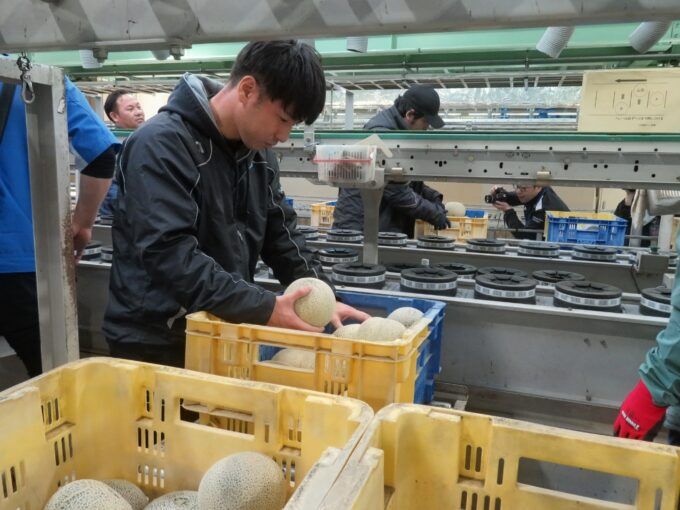 出荷するメロンをチェックする担当者