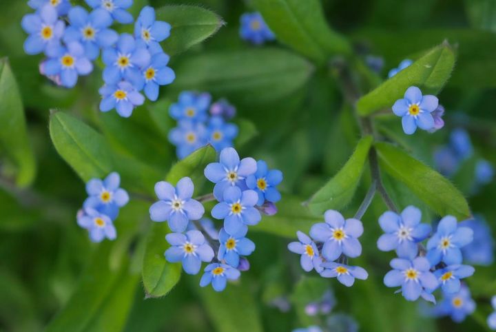 4月21日の花とは？【366日の誕生花と幸せの花言葉】