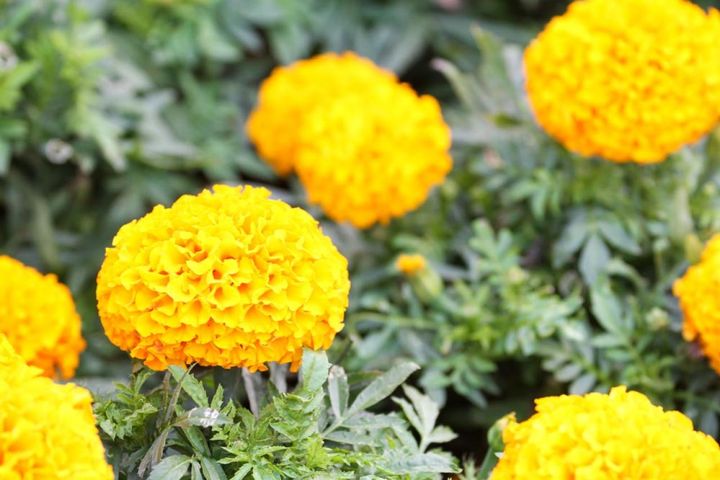 アフリカンタイプ