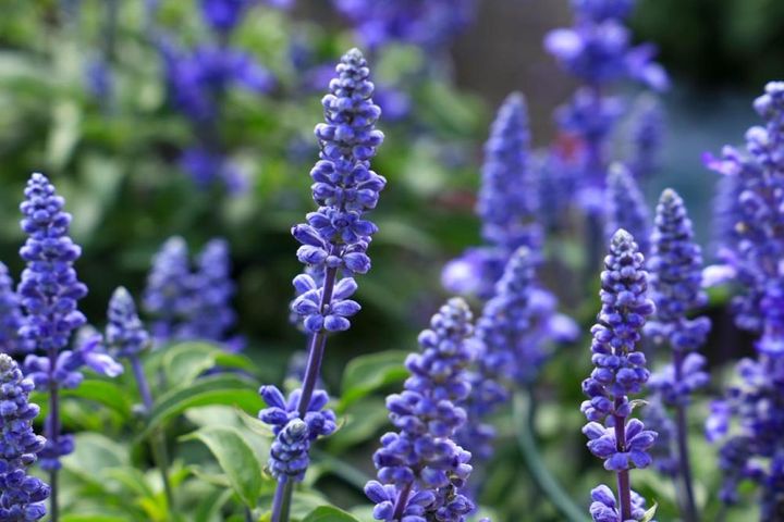 サルビア・ファリナセア