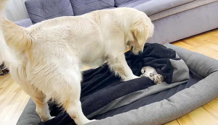 子猫にベッドを占領された犬