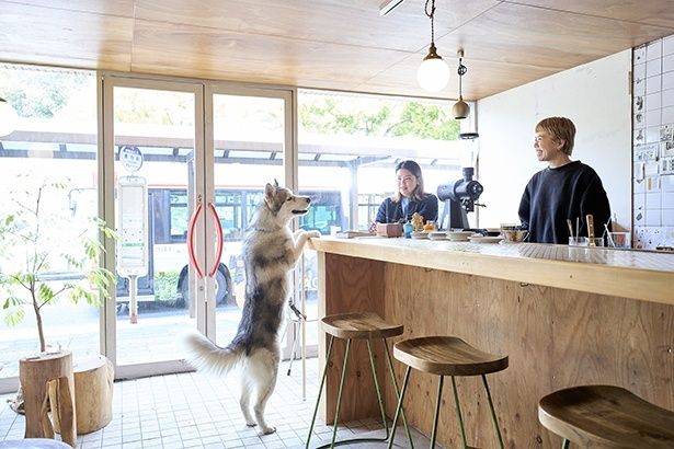 店内はペット同伴もOK。和歌山城での散歩中に立ち寄るお客も多い