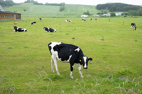 【北海道札幌市・千歳市・東京都大田区】北海道新土産のバームクーヘン「北のシロエ」登場！食べ方で変わる2つの味わい