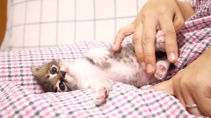 お腹を撫でられる子猫