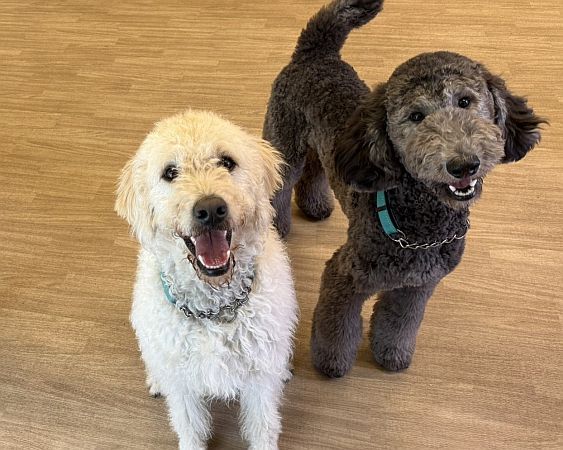 【東京都世田谷区】大型犬ふれあいカフェ「セラピーメイト」が介護施設併設の地域交流施設内に週末限定OPEN